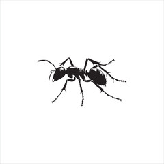 ant isolated on white background