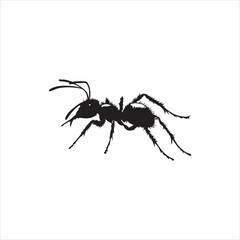 ant isolated on white background