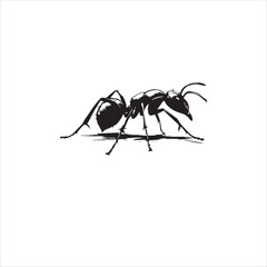 ant isolated on white background