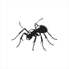 ant isolated on white background