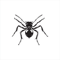 ant isolated on white background