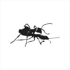 ant isolated on white background