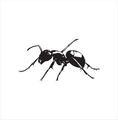 ant isolated on white background