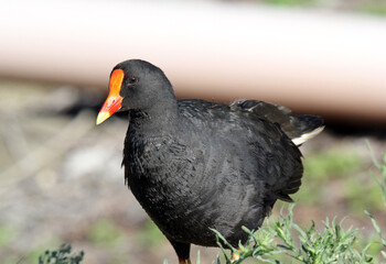 Close-up portrait of a Dusky Moorhen bird