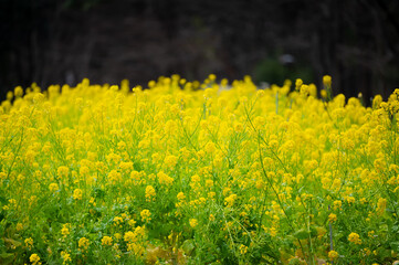 Obraz premium 黄色い花畑、一面に満開の菜の花