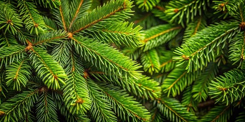 A Close-Up View of Lush Evergreen Branches Displaying a Rich Green Hue and Intricate Needle Formations