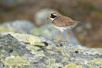 Ringed Plover (Charadrius hiaticula) on a rock. Varanger Peninsula, Northern Norway