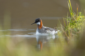 Red-necked Phalarope (Phalaropus lobatus) searching for small aquatic insects and their larvae on a pond in the fells. Varanger Peninsula, Northern Norway