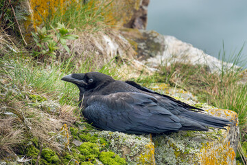 A raven resting on a rock, Ekkerøya, Varanger Peninsula