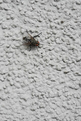 Black fly on white plaster.
