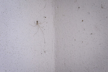 A recluse spider in detail on white plaster.
