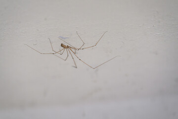 A recluse spider in detail on white plaster.
