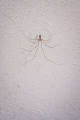 A recluse spider in detail on white plaster.
