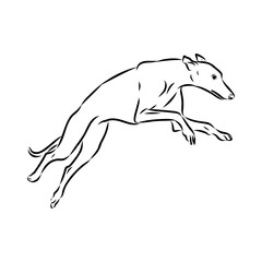 Spanish galgo, Greyhound black and white dog