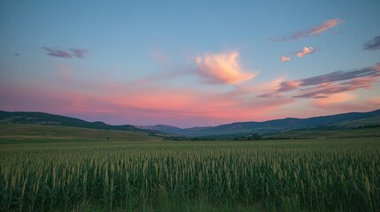 Fototapeta premium A beautiful landscape with a cornfield stretching out toward distant hills under a vibrant sunset sky.