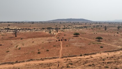 landscape of the Serengeti national park 