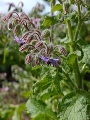 Blue beautiful borage flower outdoors on plant.
