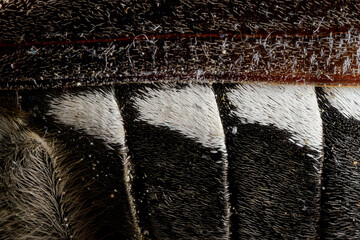 Side macro detail of cockroach.
