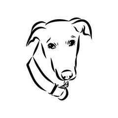 Spanish galgo, Greyhound black and white dog