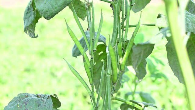 Fresh vegetable green cluster beans or guar beans on plant in garden