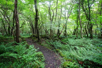 fine summer path through thick ferns