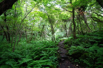 fine summer path and dense ferns