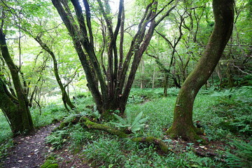mossy old trees and path