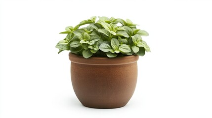 plant in a pot