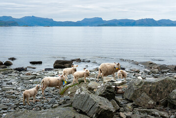 A group of sheep explores the rocky shoreline, calmly grazing amidst stunning coastal views and distant mountains on a cloudy day.