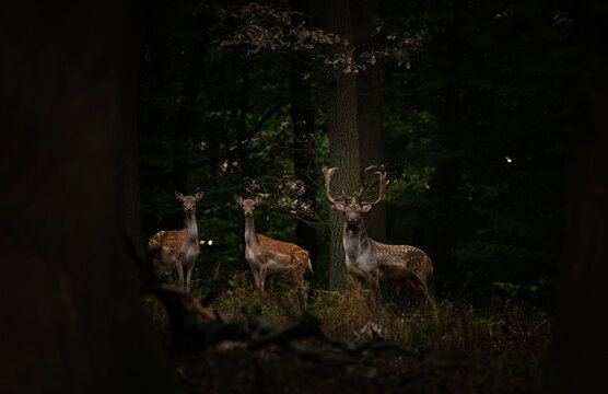 Captured in the most beautiful time during the dane estrus.