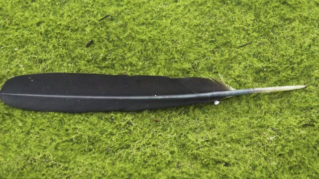 Black feather on a background of green algae (algal mats). Cormorant tail feather (quill feathers), filamentous algae mainly. Water fowl and water vegetation, phreatophyte
