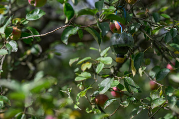 Homemade insect catcher outdoors on a tree.
