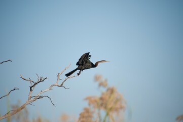 African darter bird