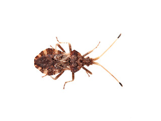 Bug in a white background. Centrocoris variegatus
