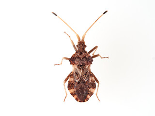 Bug in a white background. Centrocoris variegatus

