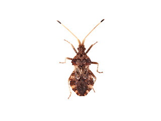 Bug in a white background. Centrocoris variegatus
