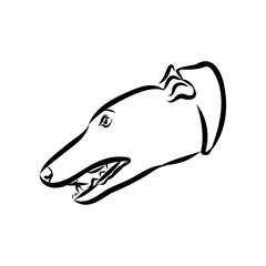 Spanish galgo, Greyhound black and white dog