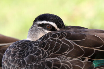 Pacific Black Duck bird with its beak tucked under its wing