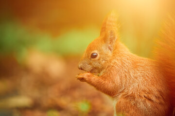 Bushy-tailed red squirrel has a meal in the wild