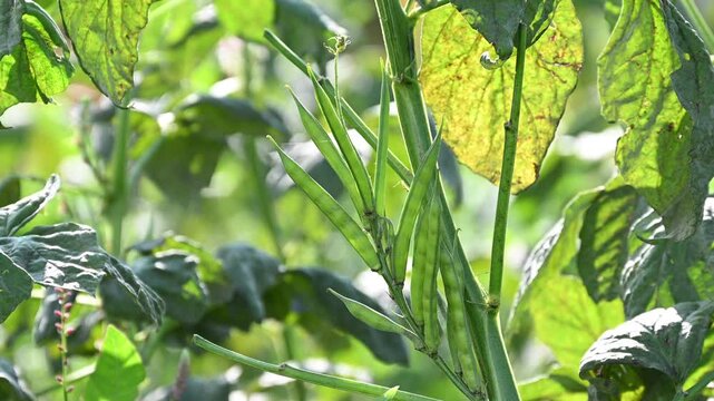 Fresh vegetable green cluster beans or guar beans on plant in garden