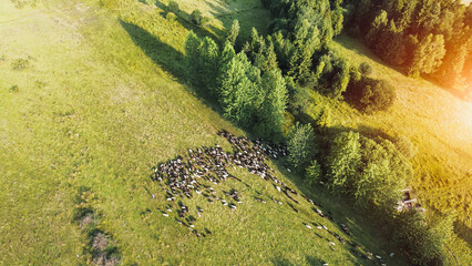 Sheep herd grazing in EU farmland in Poland