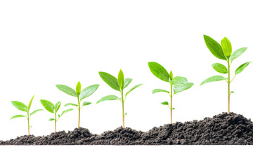 Five stages of plant growth showcasing healthy green leaves emerging from rich soil.