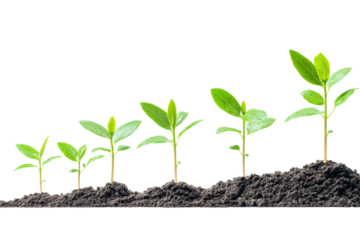 Five stages of plant growth showcasing healthy green leaves emerging from rich soil.