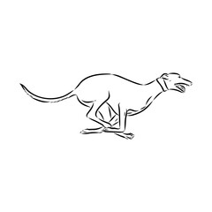 Spanish galgo, Greyhound black and white dog