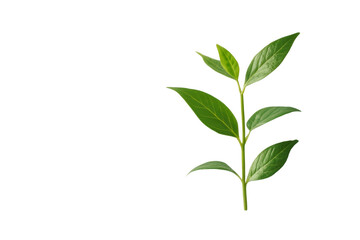 Fototapeta premium Green plant leaves on a white isolated background, showcasing natural beauty and freshness.