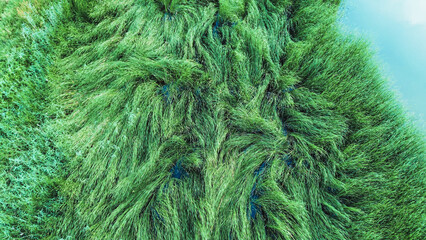 Dense wetland grass landscape from above