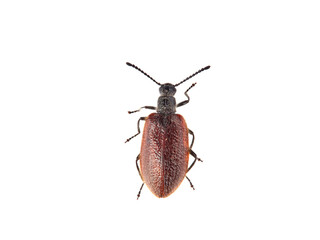 Lagria hirta. Darkling Beetle 