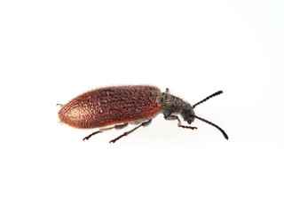 Lagria hirta. Darkling Beetle 
