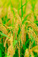 秋田の田んぼに実るお米