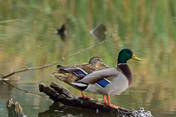 A pair of mallard ducks, Anas platyrhynchos resting motionless on old wood in water. Sitting in the same position. Side view, closeup